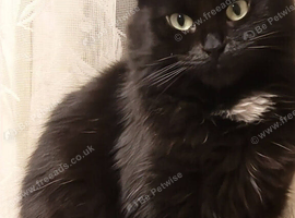 2 beautiful siberian kittens left for sale