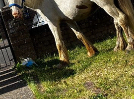 Cob
