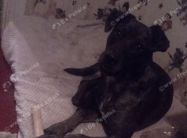 He's a 7 month old German Shepard X lab x staffie