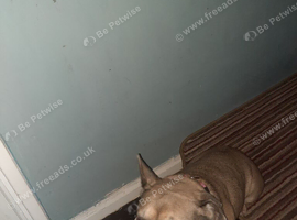 Have to rehouse my dog