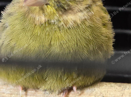 4 canaries
