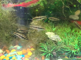 ☆ bristle nose pleco & kribs ☆