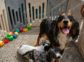 Cocker spaniel