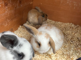 Beautiful Mini Lop Kits