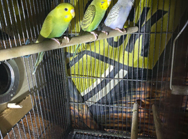 Female budgies