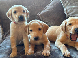 Beautiful Labrador retriever puppies