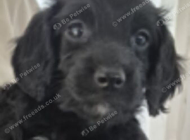 Sproodle puppies