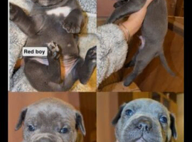 Cane corso pups for sale cheap good bloodline
