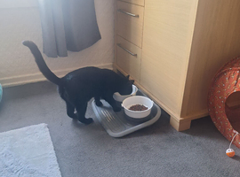 1 year old black cat