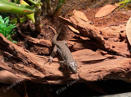 Baby European lacerta Lizard ( Rescue  )