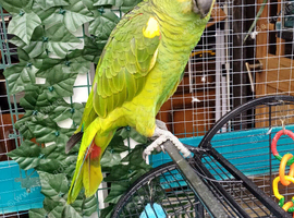 Blue fronted amazon extremely tame 11months old with his ring