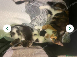 Tabby white 8 wk old girl