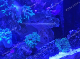 Free marine corals and inverts