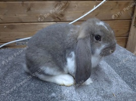 Opal butterfly french lop