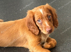 Cocker spaniel puppies