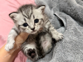 Beautiful BSH &times; Siberian Kittens