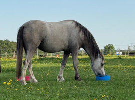 11.2 Welsh A gelding