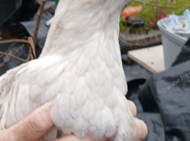 3 chickens available