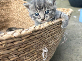 4 week old kittens