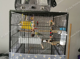 Bird cage with perches and travel bags