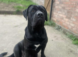Male cane corso, pure breed