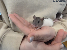 Baby rats for sale