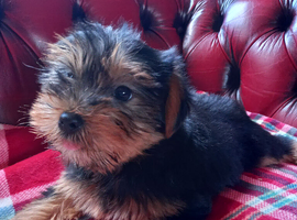 Beautiful Yorkshire Terrier puppies available now.