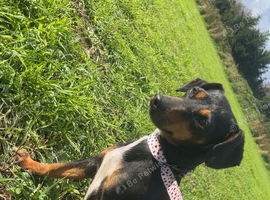 Miniature dachshund