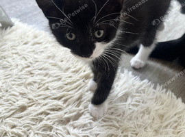 Ready now 3 playful adorable kittens