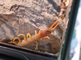 Juvenile Vietnamese Centipede With Enclosure