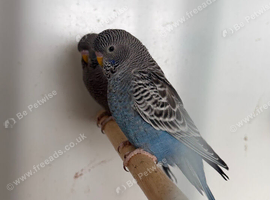 Black Face Budgies