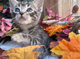 RAGDOLL CROSS KITTENS