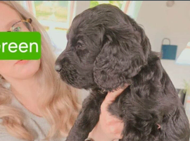 Golden Doodle x Cocker Spaniel pups