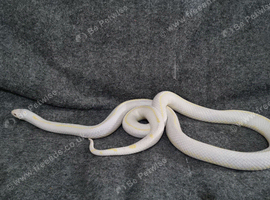 albino California kingsnake