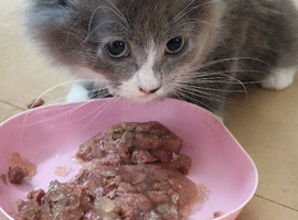 Beautiful grey kittens