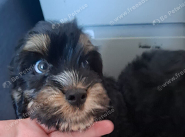 4 DNA health tested puppies for rehoming