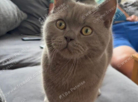 British shorthair lilac male kitten