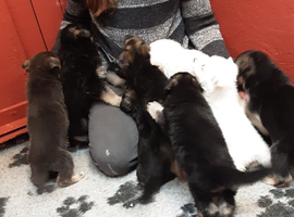 Stunning KC reg German Shepherd pups