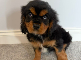 Cavalier King Charles puppies (extensively health tested)