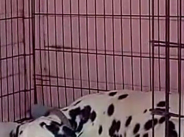 Beautiful litter of Dalmatian&rsquo;s look