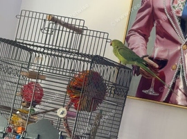 12 month Indian Ringneck