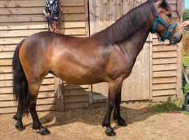 PONY CLUB/COMPETITION PONY