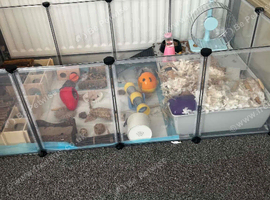 Hamster cage and accessories
