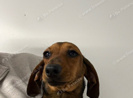 Dachshund mini smooth