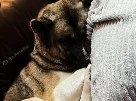 Akita