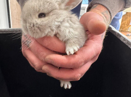 Pure breed mini lops