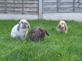 Mini lops