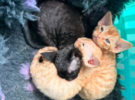 Devon rex kittens