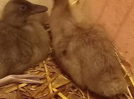 Female Caki Campbell Ducklings