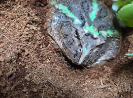 Pacman frog with full set up
